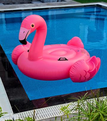 Flamingo in Sur La Mer